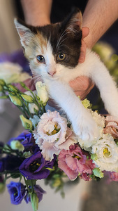 Кошки (2 фото из 6)