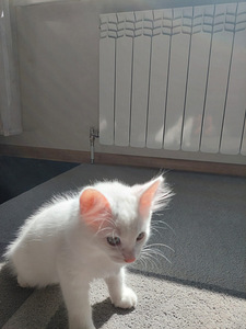 Котята возле Тарту (2 фото из 3)