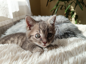 Котёнок, девочка 2 месяца ищет себе любящую семью. (7 фото из 10)