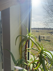 Aloe vera puu (3 foto / 3)