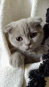 Scottish fold kassipoeg (3 foto / 4)