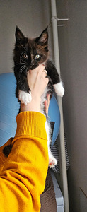 Kassipoeg Maine Coon (5 foto / 9)