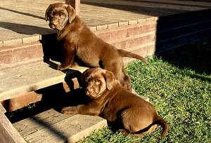 Labradori retriiveri kutsikad (1 foto / 8)