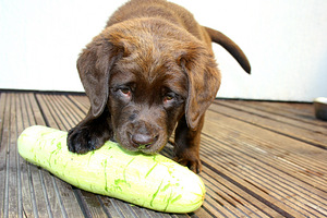 Labradori retriiveri kutsikad (4 foto / 8)