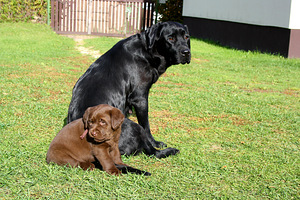 Labradori retriiveri kutsikad (8 foto / 8)