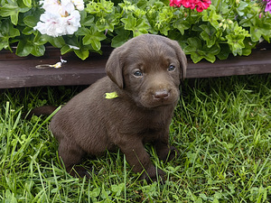 Šokolaadivärvi labradori retriiveri kutsikad (2 foto / 10)