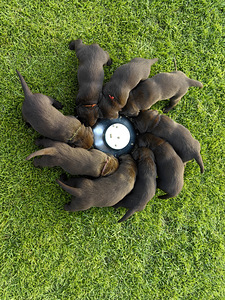 Šokolaadivärvi labradori retriiveri kutsikad (10 foto / 10)