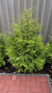 ТУИ BRABANT / THUJA BRABANT (2 фото из 3)