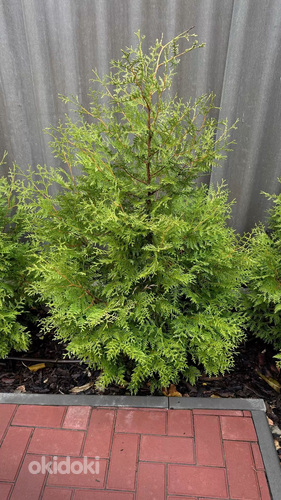 BRABANTI ELUPUU / THUJA BRABANT