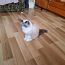 Вязка внеплановая кошка Regdoll (фото #2)