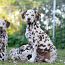 Dalmaatsia koera kutsikad (foto #1)