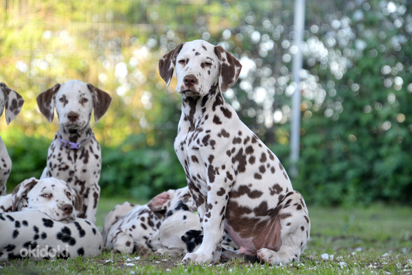 Dalmaatsia koera kutsikad (foto #1)