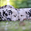 Dalmaatsia koera kutsikad (foto #2)