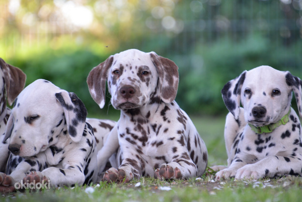 Dalmaatsia koera kutsikad (foto #6)