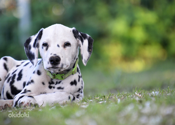 Dalmaatsia koera kutsikad (foto #8)