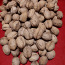 Грецкие орехи, выращены в Эстонии (фото #1)