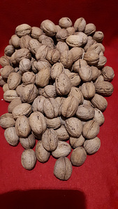 Грецкие орехи, выращены в Эстонии