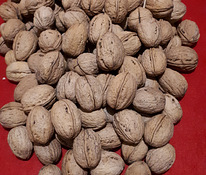 Грецкие орехи, выращены в Эстонии