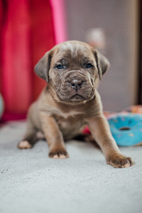 Cane Corso kutsikad