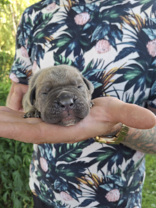 Cane Corso kutsikad suurepärase sugupuuga (3 foto / 4)