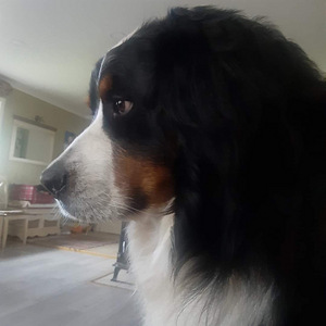 BERNI ZENNENHUND (9 foto / 10)