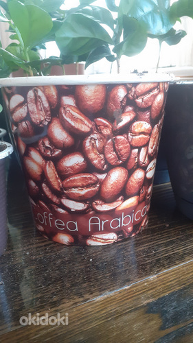 Растение кофе арабика (фото #2)