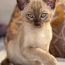 Ekskluzīvs. tonkines kaķis (foto #1)