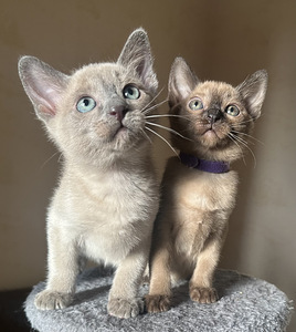 Котята тонкинезы. (3 фото из 9)