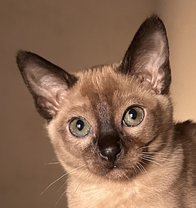 Котенок Тонкинез (5 фото из 8)