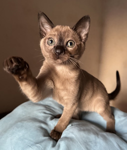 Котенок Тонкинез (8 фото из 8)