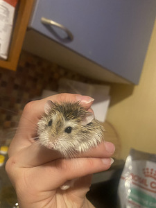 TASUTA ANNA HAMSTER (3 foto / 3)