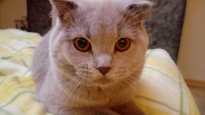 Scottish fold, saksa joon kutsub paarituma. (3 foto / 3)