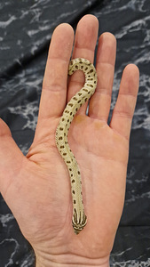 Heterodon nasicus - Уж, Конда (1 фото из 2)