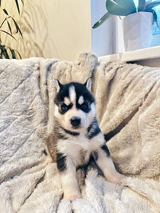 Husky Pennut (9 valokuva sivusta 10)