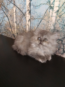 Персидские котята (3 фото из 10)
