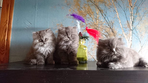 Персидские котята (5 фото из 10)