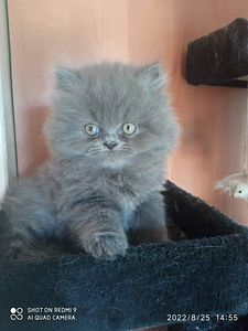 Персидские котята (9 фото из 10)