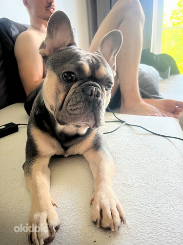 Prantsuse buldog • Lilla värvus • Kogenud isane GUCCI