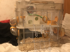 Hamster puuriga (3 foto / 3)