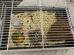 Hamster puuriga (3 foto / 5)
