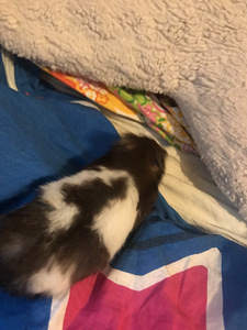 Hamster puuriga (2 foto / 3)