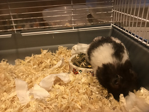Хомяк с клеткой (3 фото из 4)