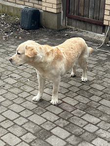 Labrador (4 foto / 5)