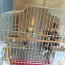 Продаю попугая Кореллу с клеткой (фото #2)