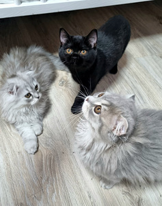 Шотландские вислоухие и прямоухие котята