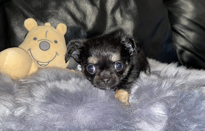 Chihuahua kutsikad (7 foto / 9)