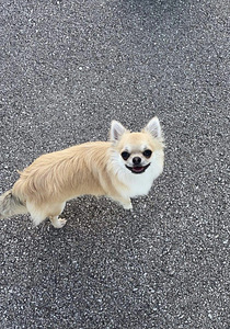 Chihuahua kutsikad (8 foto / 9)