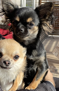 Chihuahua kutsikad (9 foto / 9)