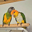 Senegali papagoi (foto #5)