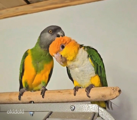 Senegali papagoi (foto #5)